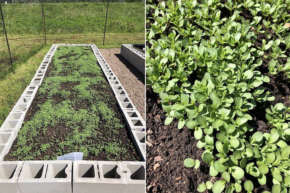 Grow Flax For Linen In Your Garden