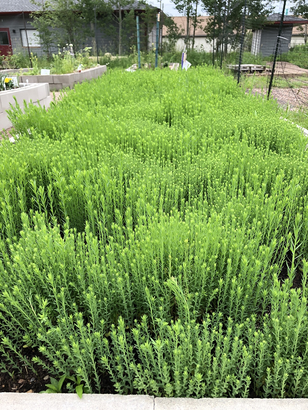 Grow Flax For Linen In Your Garden