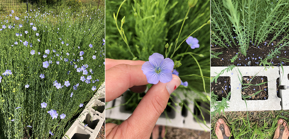 Grow Flax For Linen In Your Garden