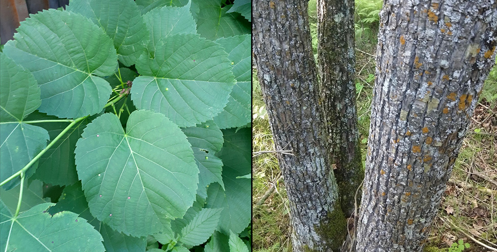 Processing Basswood Bark for Making Cordage and Baskets 