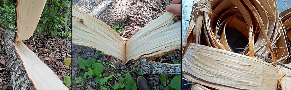 I collected basswood bark, made 100 meter cordage and wove it into a  fishing net. : r/Bushcraft