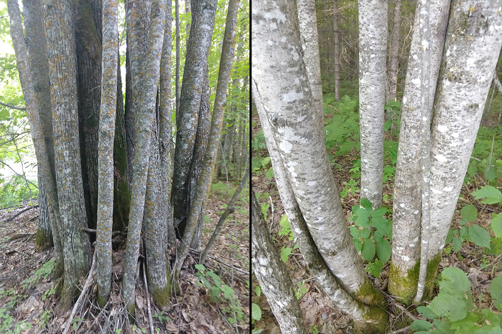 I collected basswood bark, made 100 meter cordage and wove it into a  fishing net. : r/Bushcraft