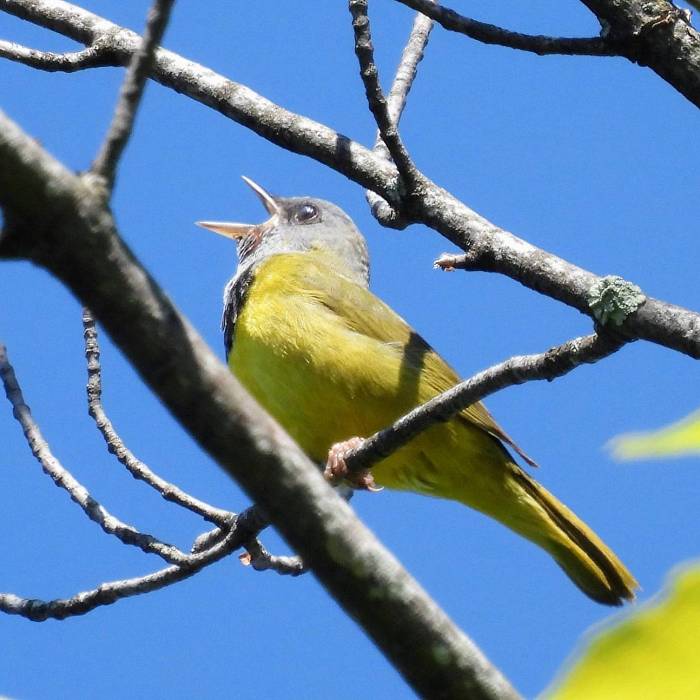 Teaser image for Birding Wednesday: Drop-in Session