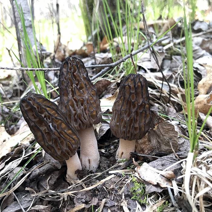 Teaser image for All About Morel Mushrooms: Online Course