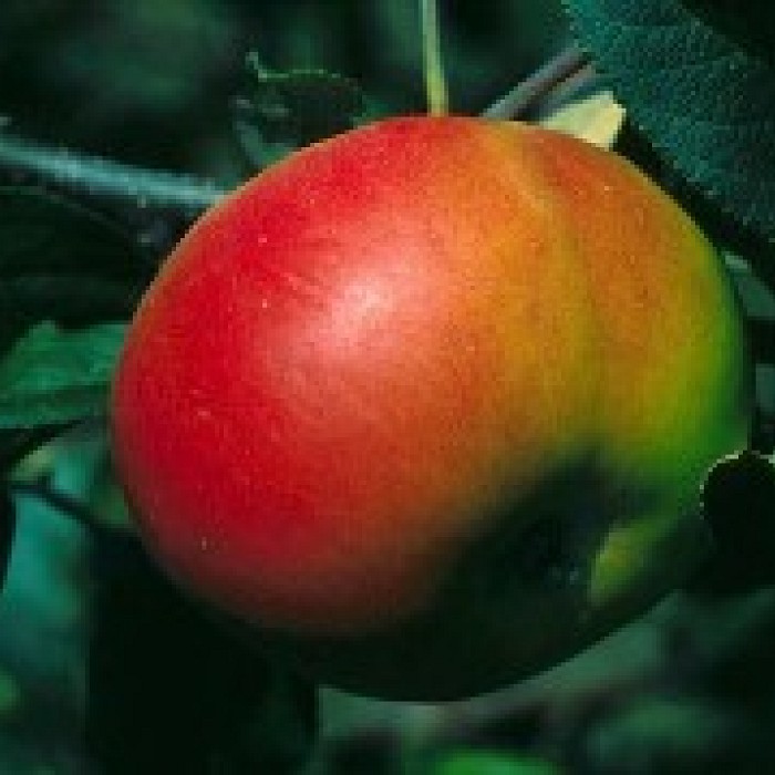 Teaser image for Grow Your Own Apple Orchard