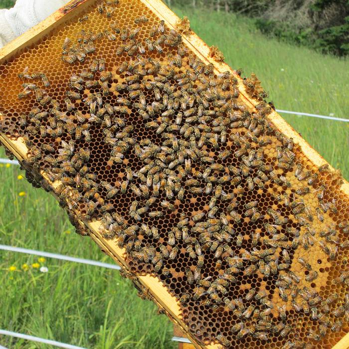 Teaser image for Beekeeping Basics