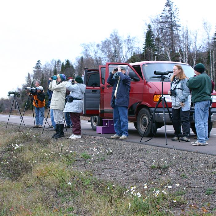 Teaser image for Boreal Birding Workshop