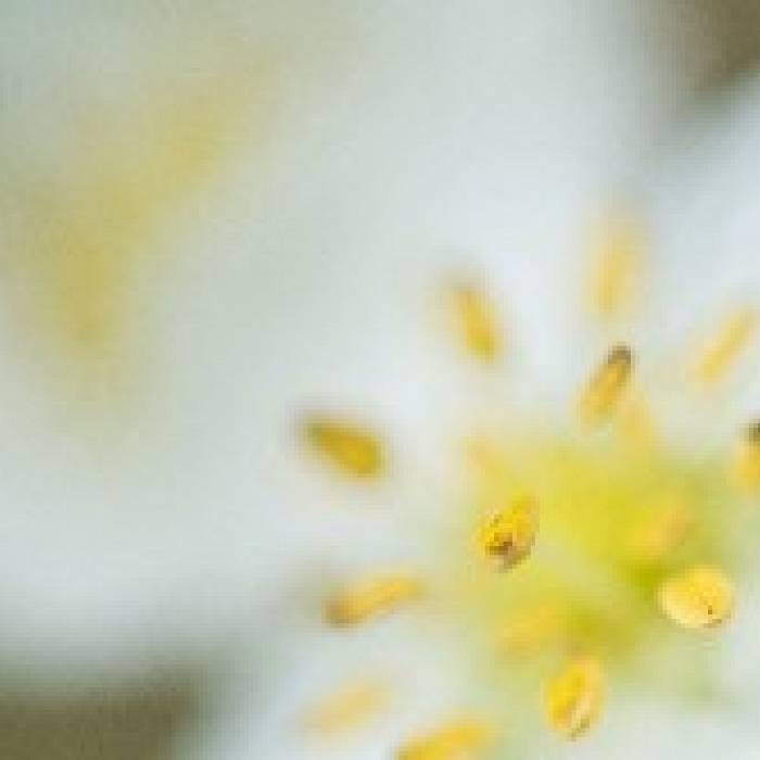Teaser image for Wildflower Photography