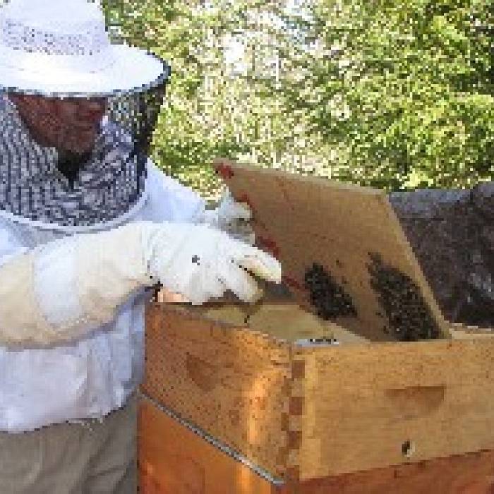 Teaser image for Natural Beekeeping in the Boreal Landscape: Local Solutions Series