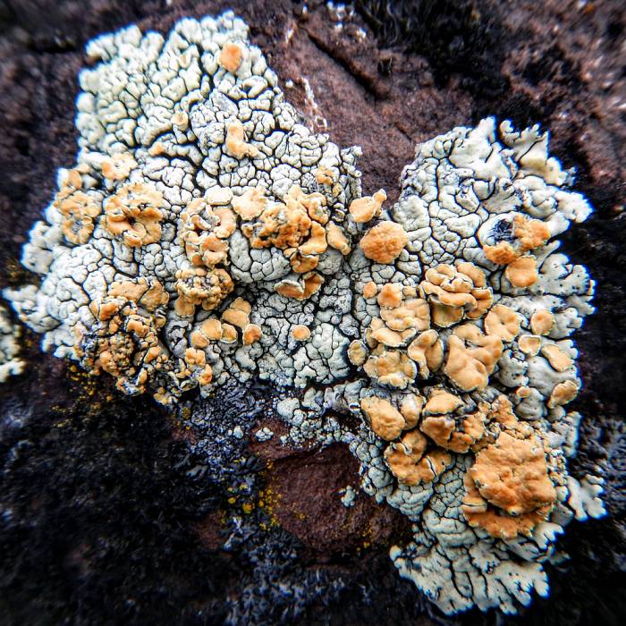 Teaser image for Lichens: Pioneers of the North Woods