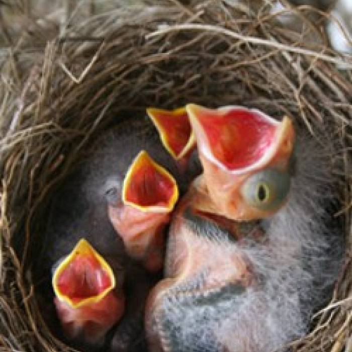 Teaser image for Nesting Season: Biology and Ecology
