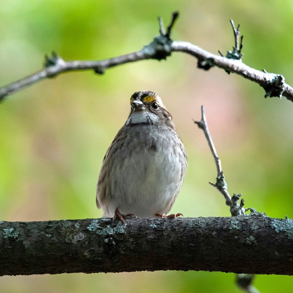 Northern Landscapes Festival